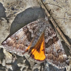 Boudinotiana notha